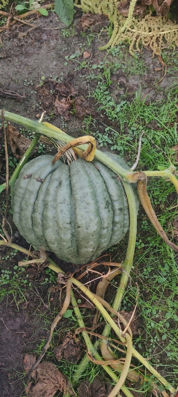 pompoen, Tuin en Terras, Ophalen of Verzenden