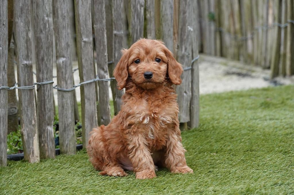 Prachtige cockapoo pups, Parvo, België, Overige rassen, 8 tot 15 weken