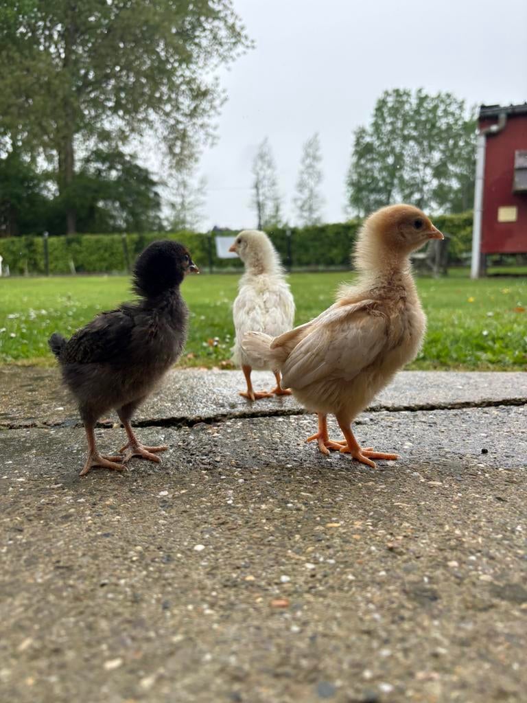 Legkip kuikens, Femelle, Poule ou poulet