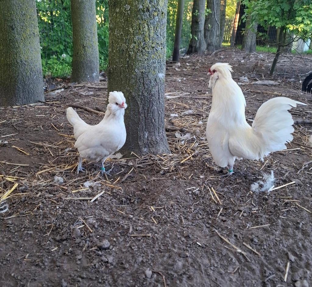 Watermaalse  baardkriel - kuikens, Dieren en Toebehoren