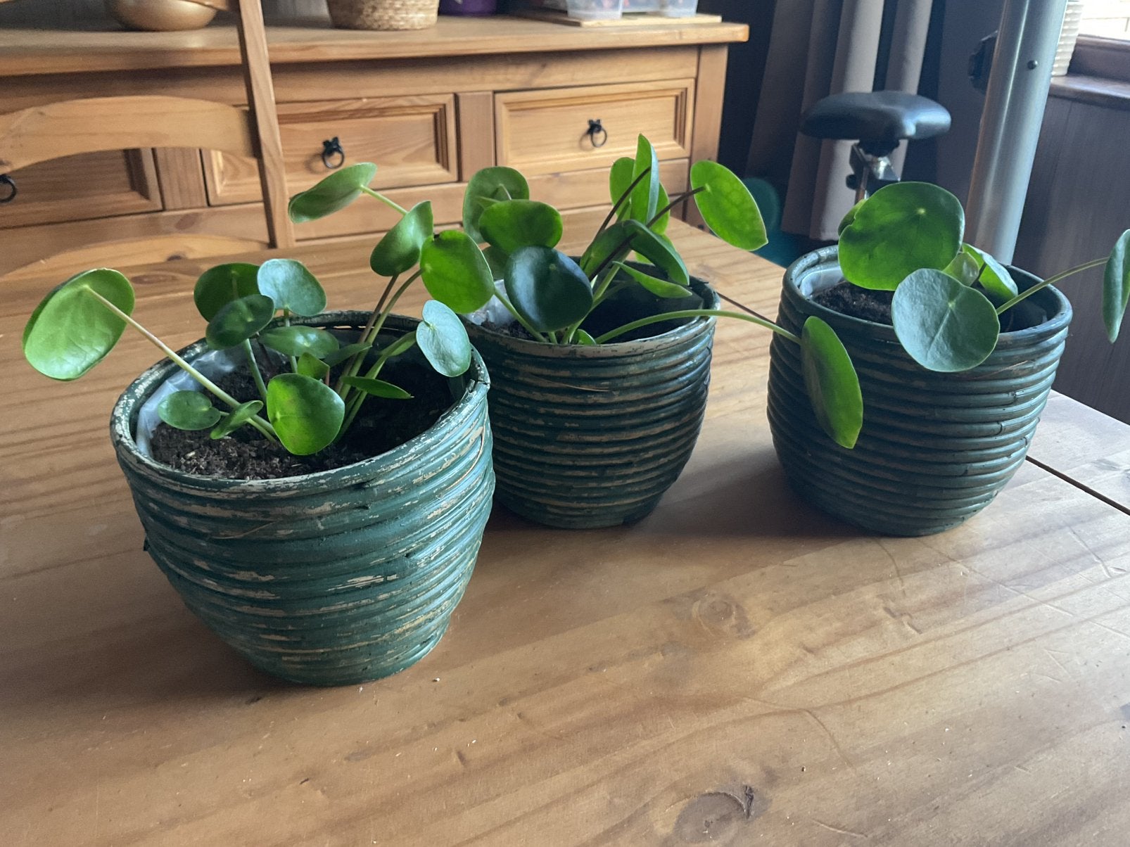Pannekoek plant, Ophalen of Verzenden