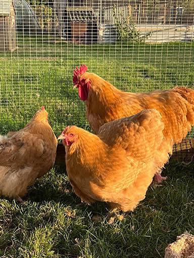 Nog enkele orpington kuikens beschikbaar, Dieren en Toebehoren, Pluimvee