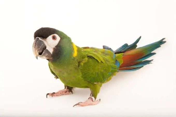 A demandé à une équipe de femelles aras à cou jaune, Animaux & Accessoires, Femelle, Parleur