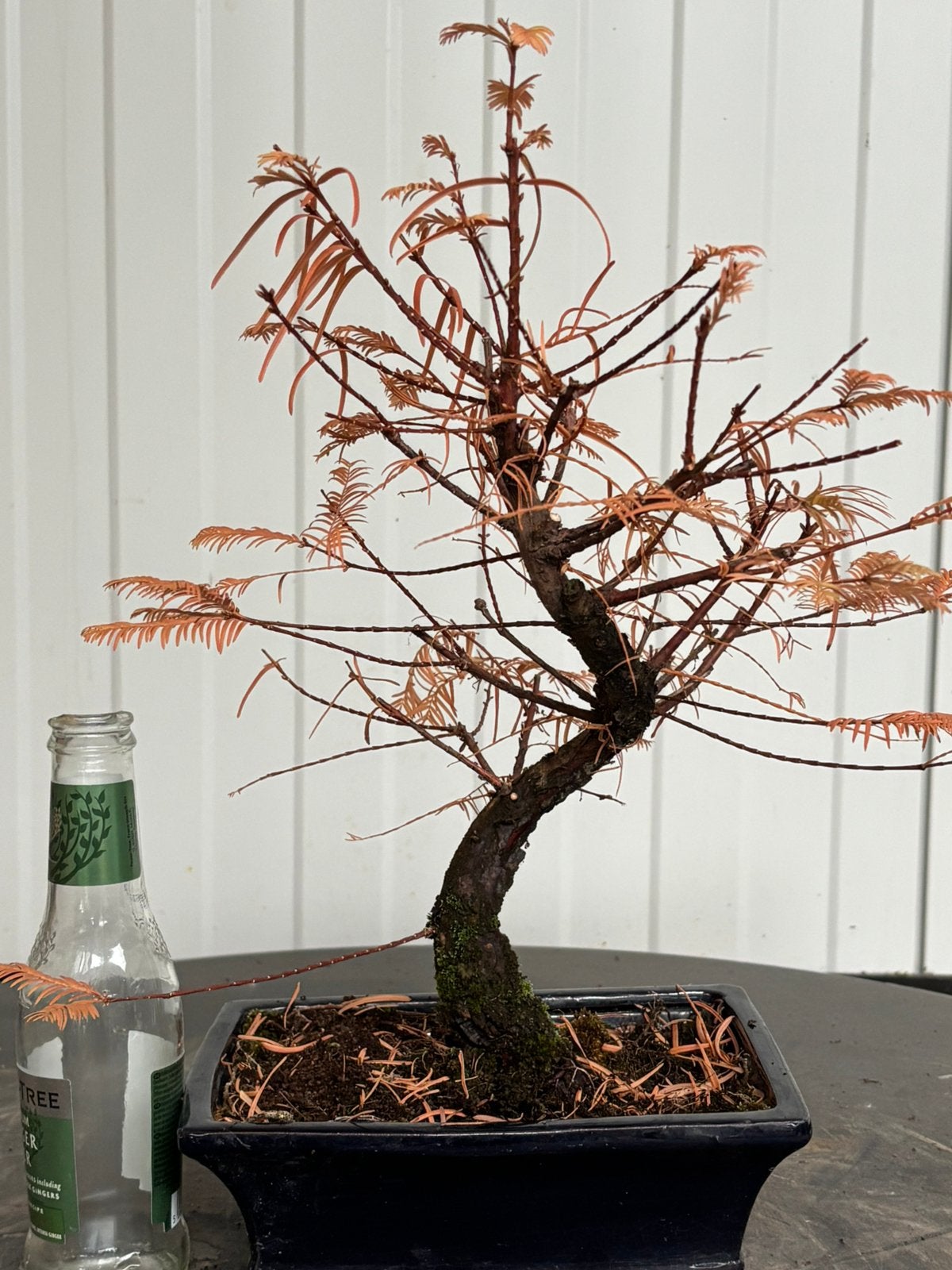 Bonsai Metasequoia shohin 3, Jardin & Terrasse, Enlèvement