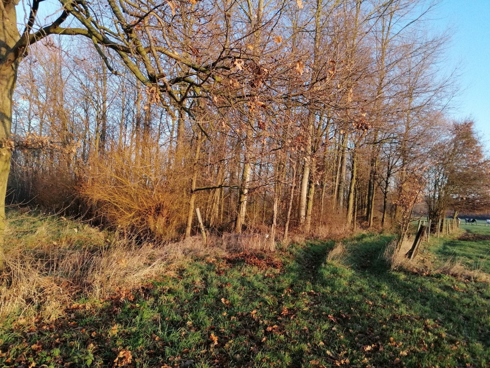 Bos te koop, Immo, Terrains & Terrains à bâtir