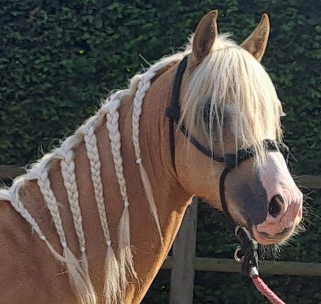 Super mooie en lieve  pony, Dieren en Toebehoren, Pony's