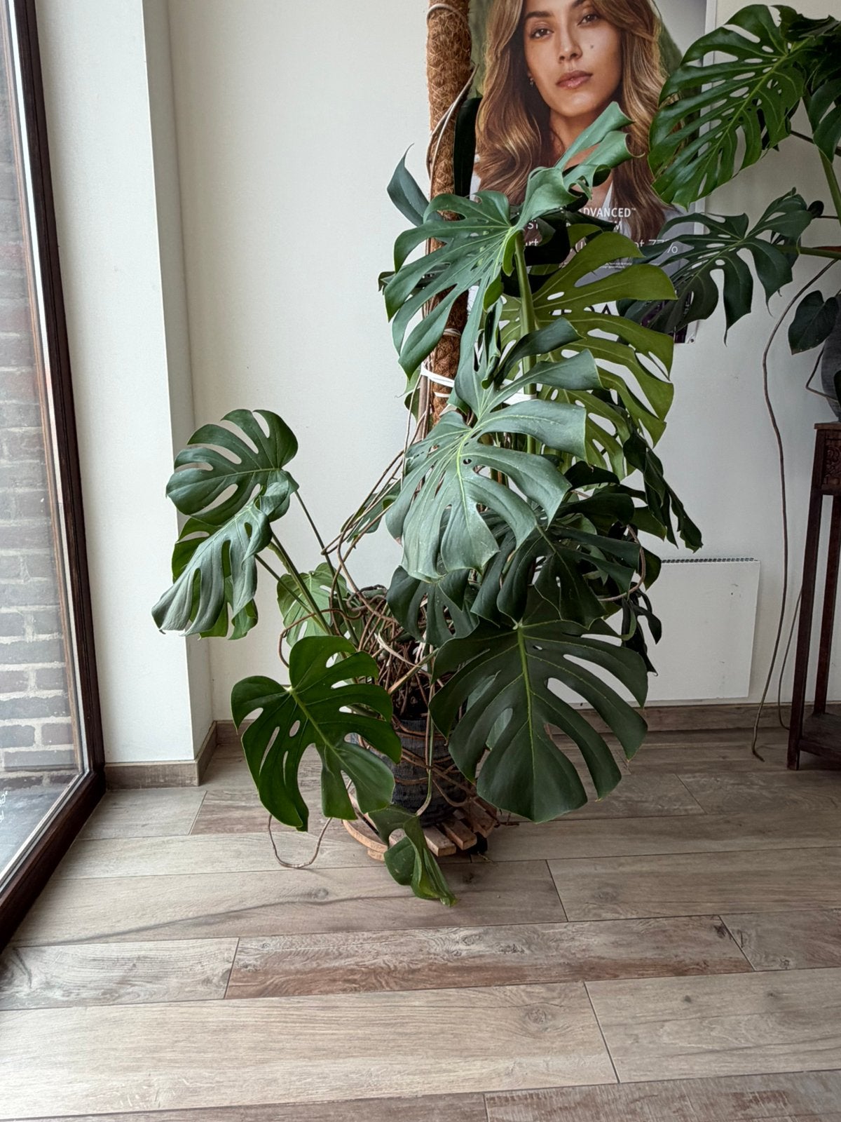 Monstera deliciosa 160cm, Huis en Inrichting, Ophalen