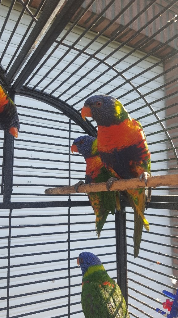 Lori van blauwe bergen, Dieren en Toebehoren, Meerdere dieren, Papegaai