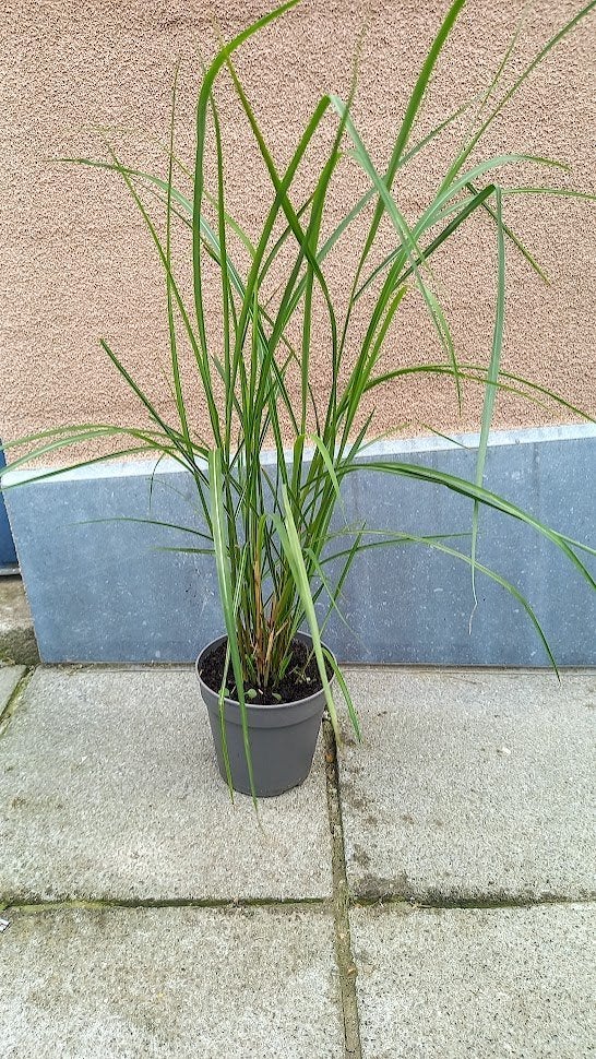 prachtriet /Miscanthus, Jardin & Terrasse, Enlèvement