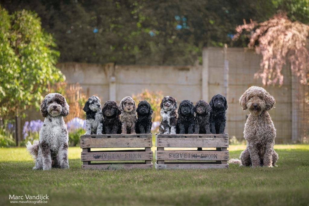 Prachtig particulier nestje medium doodles, Animaux & Accessoires, Particulier, Chien (mâle), Autres races, Belgique