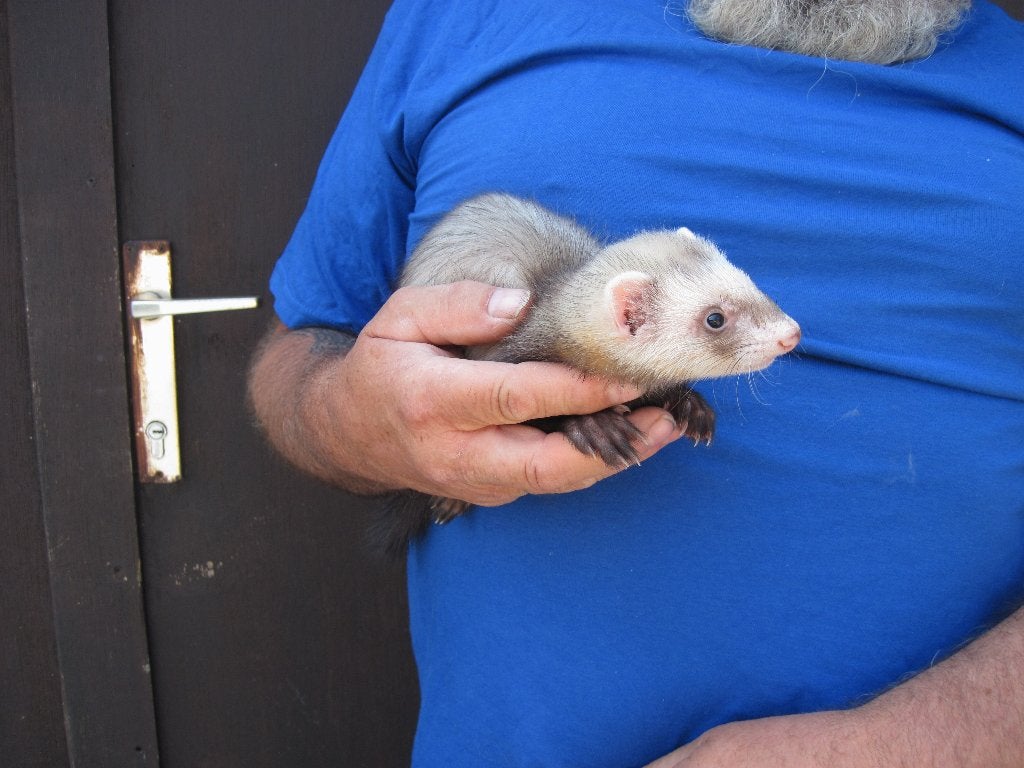 fretjes, Animaux & Accessoires, Rongeurs, Plusieurs animaux, Furet, Mai, Domestique