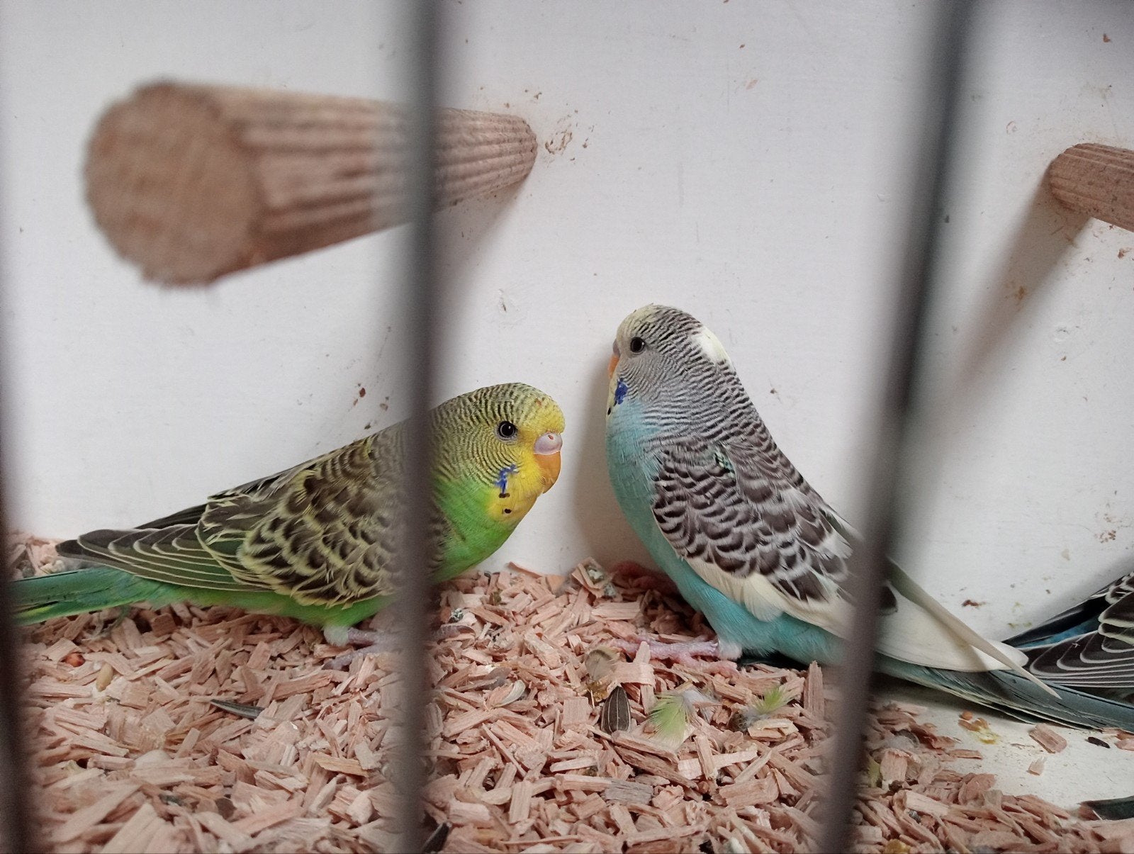grasparkietjes, Dieren en Toebehoren, Vogels | Parkieten en Papegaaien