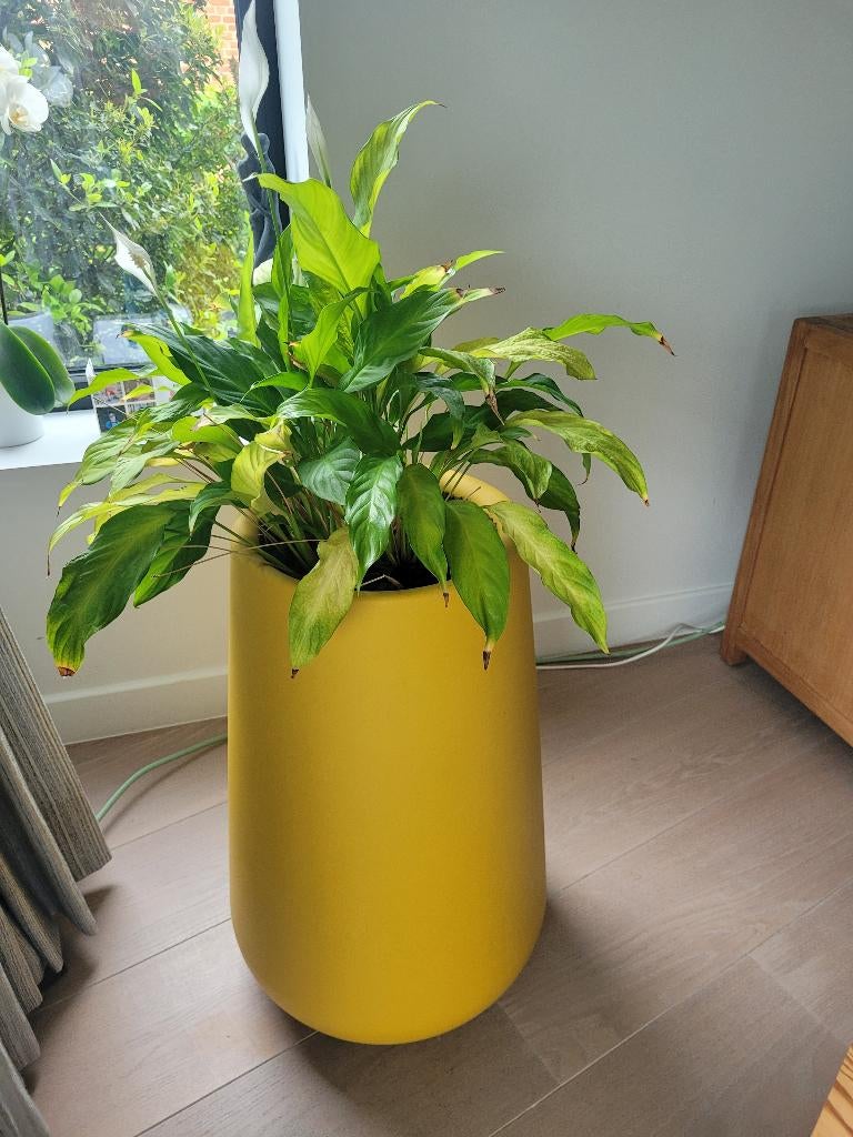 Hippe bloempot MET PLANT, Huis en Inrichting, Kamerplanten, Ophalen, Overige soorten, Halfschaduw, In pot