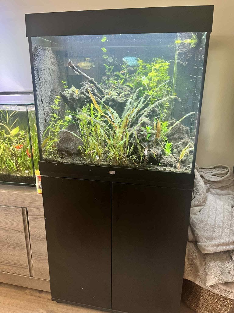 Aquarium 200L juwel + kast + toebehoren, Aquarium d'eau douce rempli, Comme neuf, Enlèvement, Poissons inclus