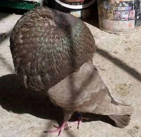 recherche des pigeons de race Gaditano ou Boulant kroppers, Animaux & Accessoires, Autres accessoires pour animaux