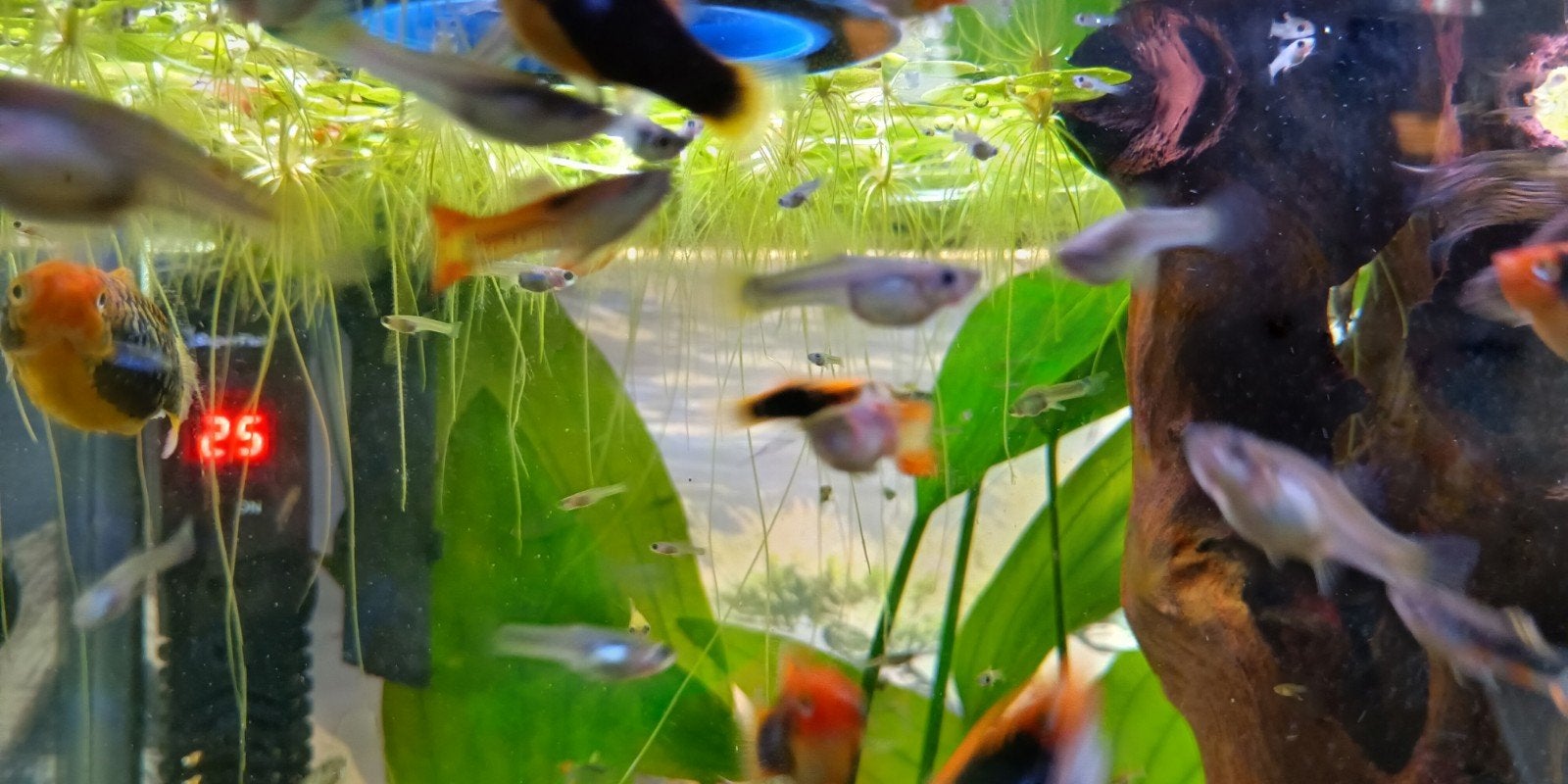 Guppys endlers en plattys