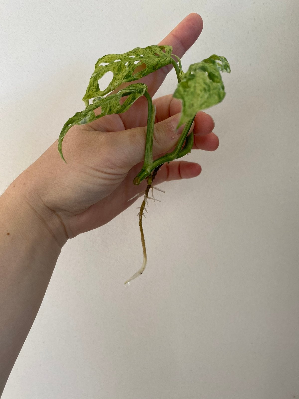 Monstera frozen freckles, Enlèvement ou Envoi