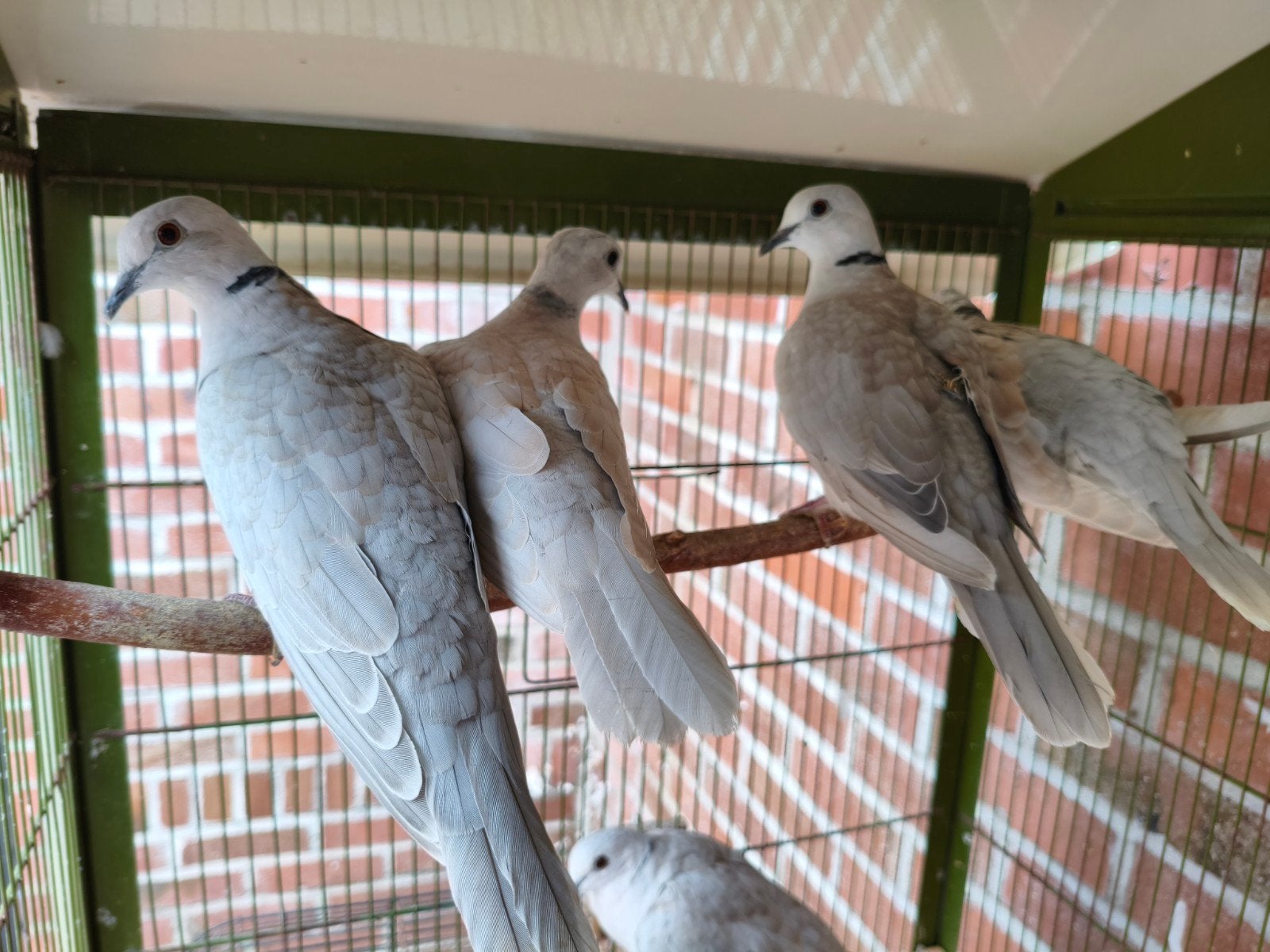lachduiven, Dieren en Toebehoren, Vogels | Duiven