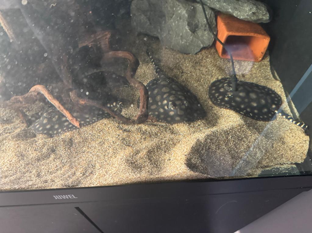 3 chiots Black Diamond Ray - Potamotrygon, Poisson, Poisson d'eau douce