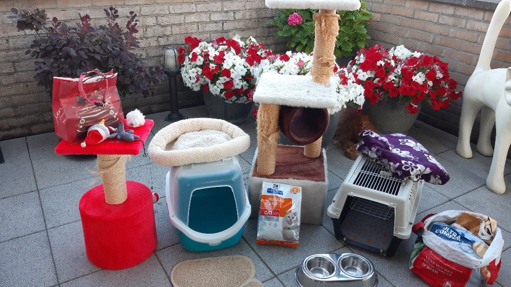 Volledige Poezenuitzet !!!, Animaux & Accessoires, Accessoires pour chats, Utilisé, Enlèvement