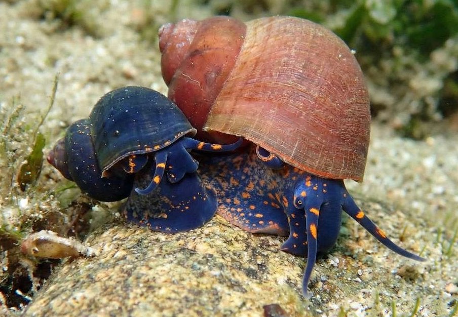 Bosbes Slak Myrtille Blueberry, Dieren en Toebehoren, Vissen | Aquariumvissen, Slak of Weekdier, Zoetwatervis, Schoolvis