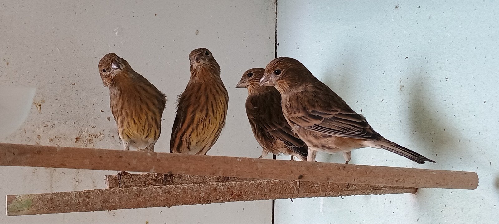 3 Mexicaanse roodmus popjes, Dieren en Toebehoren, Vrouwelijk