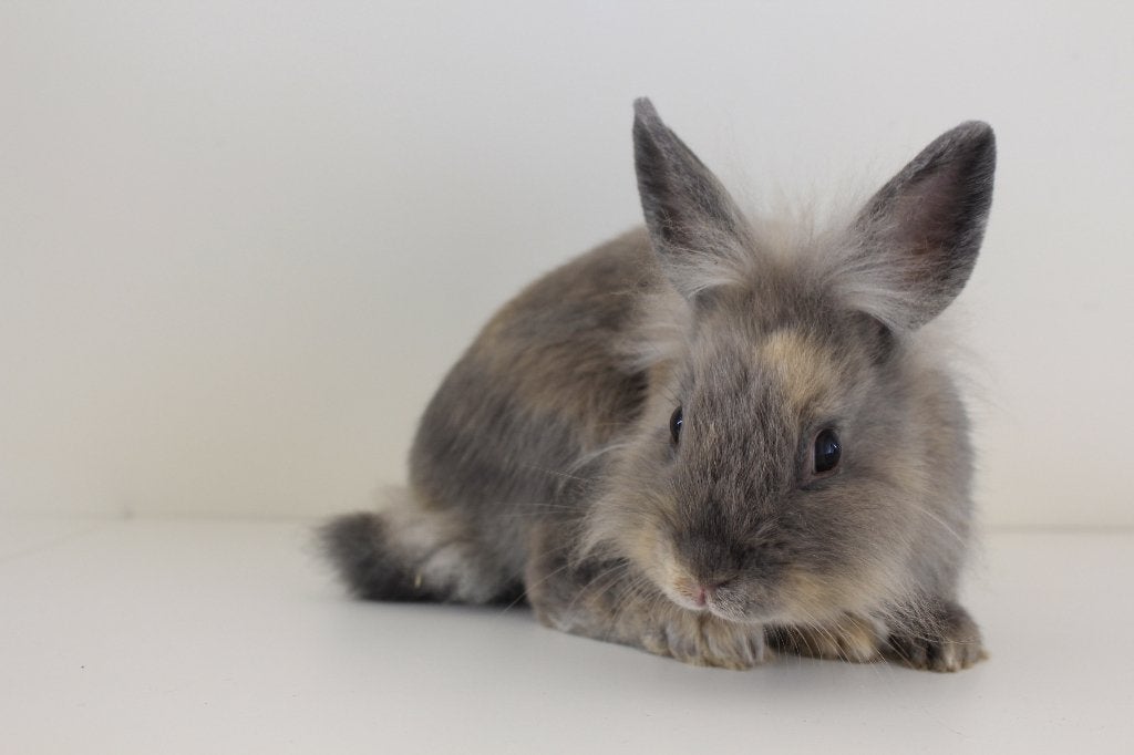Leeuwenkopjes - dwergkonijntjes, Dieren en Toebehoren, Meerdere dieren, Dwerg, 0 tot 2 jaar