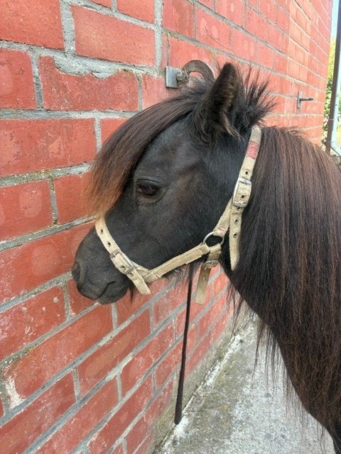 Pony, Dieren en Toebehoren, Pony's, Merrie, A pony (tot 1.17m), Gechipt, Onbeleerd