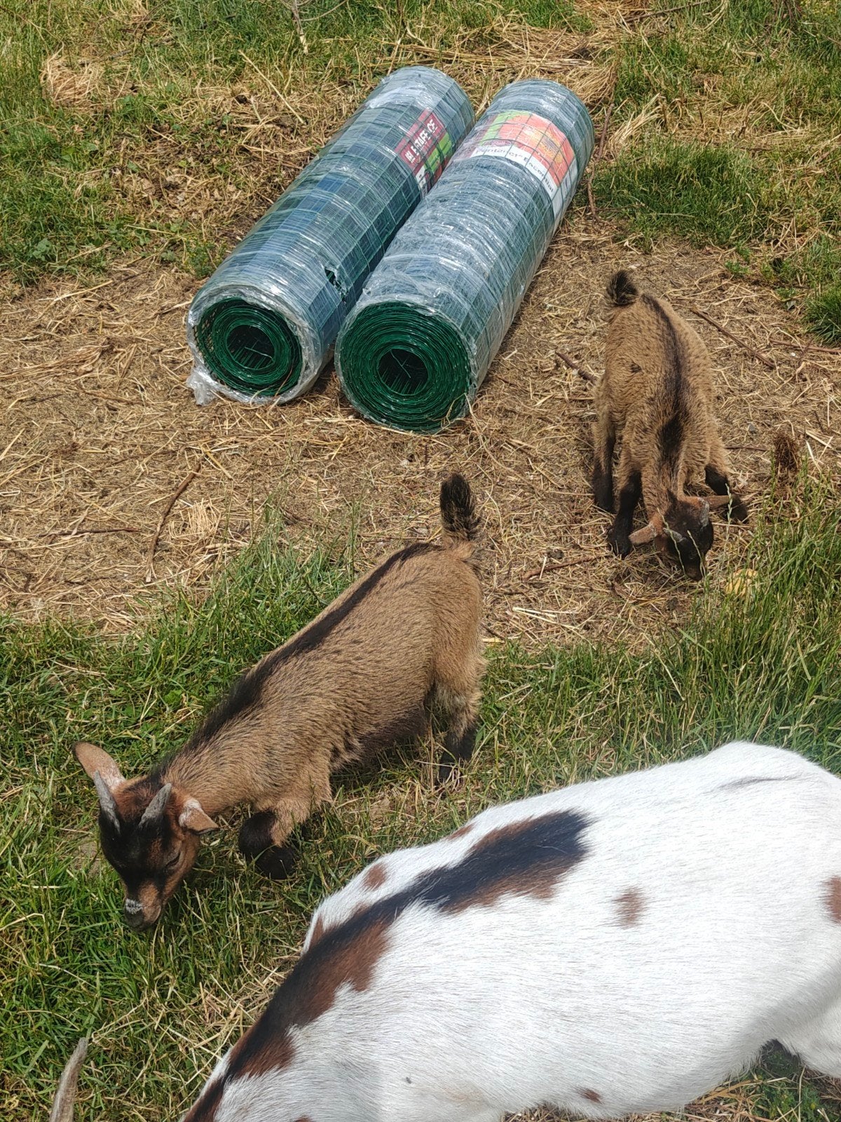 Geitenbokjes, Dieren en Toebehoren