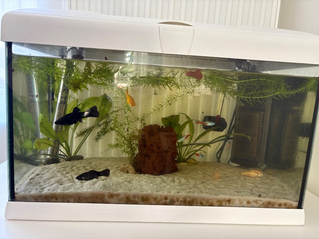 Gratis aquarium + visjes + planten, Dieren en Toebehoren, Ophalen, Inclusief planten, Filter