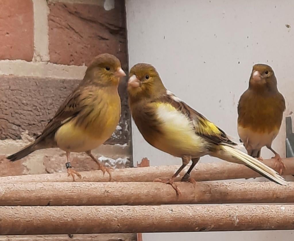 Kanarie poppen, Dieren en Toebehoren, Vogels | Kanaries