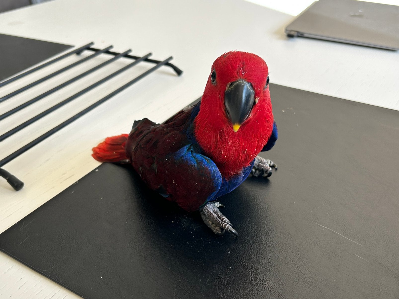 Edelpapegaai, Dieren en Toebehoren, Vrouwelijk, Papegaai, Geringd