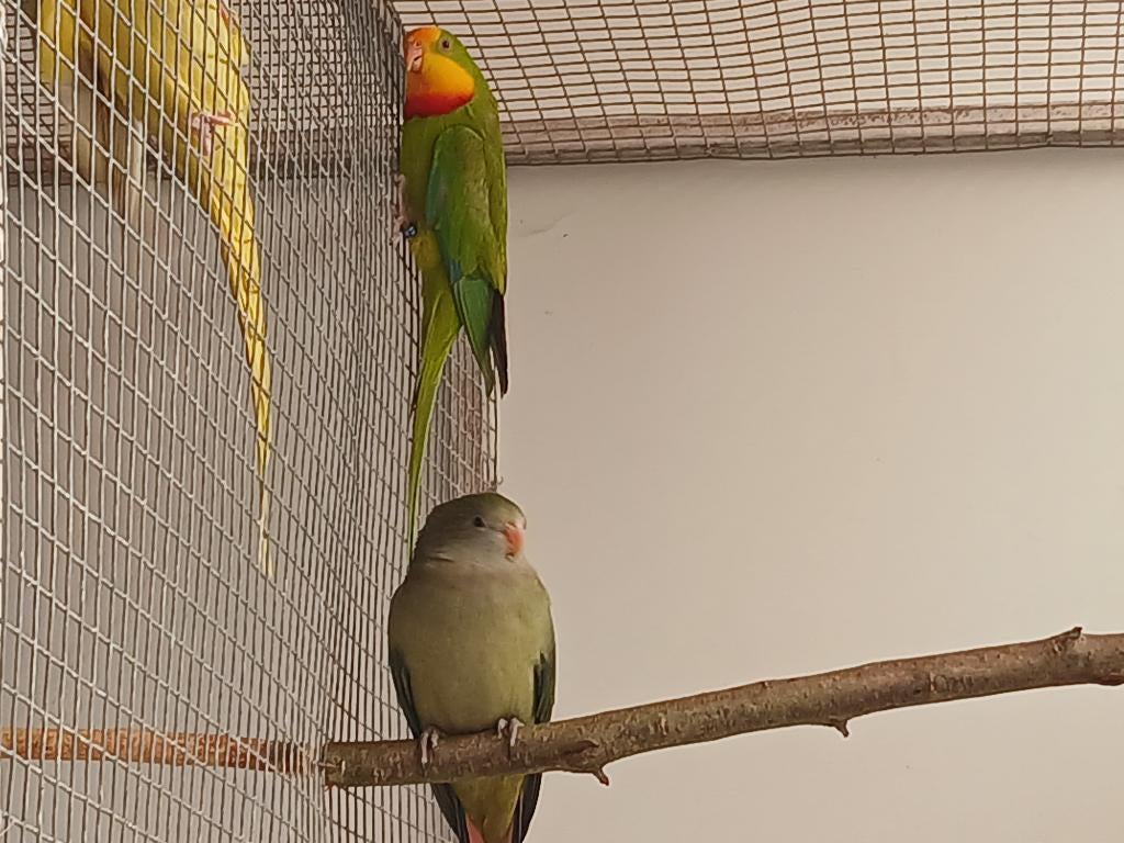 koppel barabanden, Meerdere dieren, Papegaai, Geringd