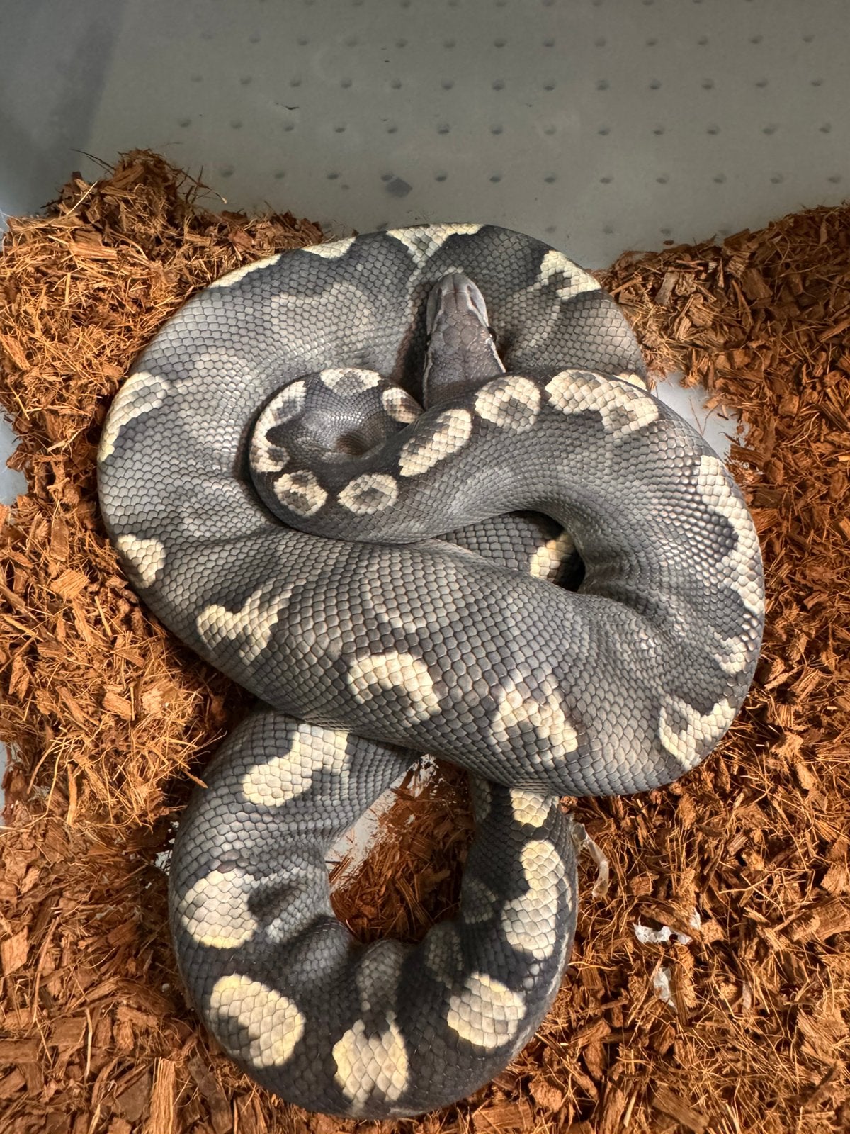 Mooie collectie ball pythons koningspythons Ball Python - unknown for sale from Roy