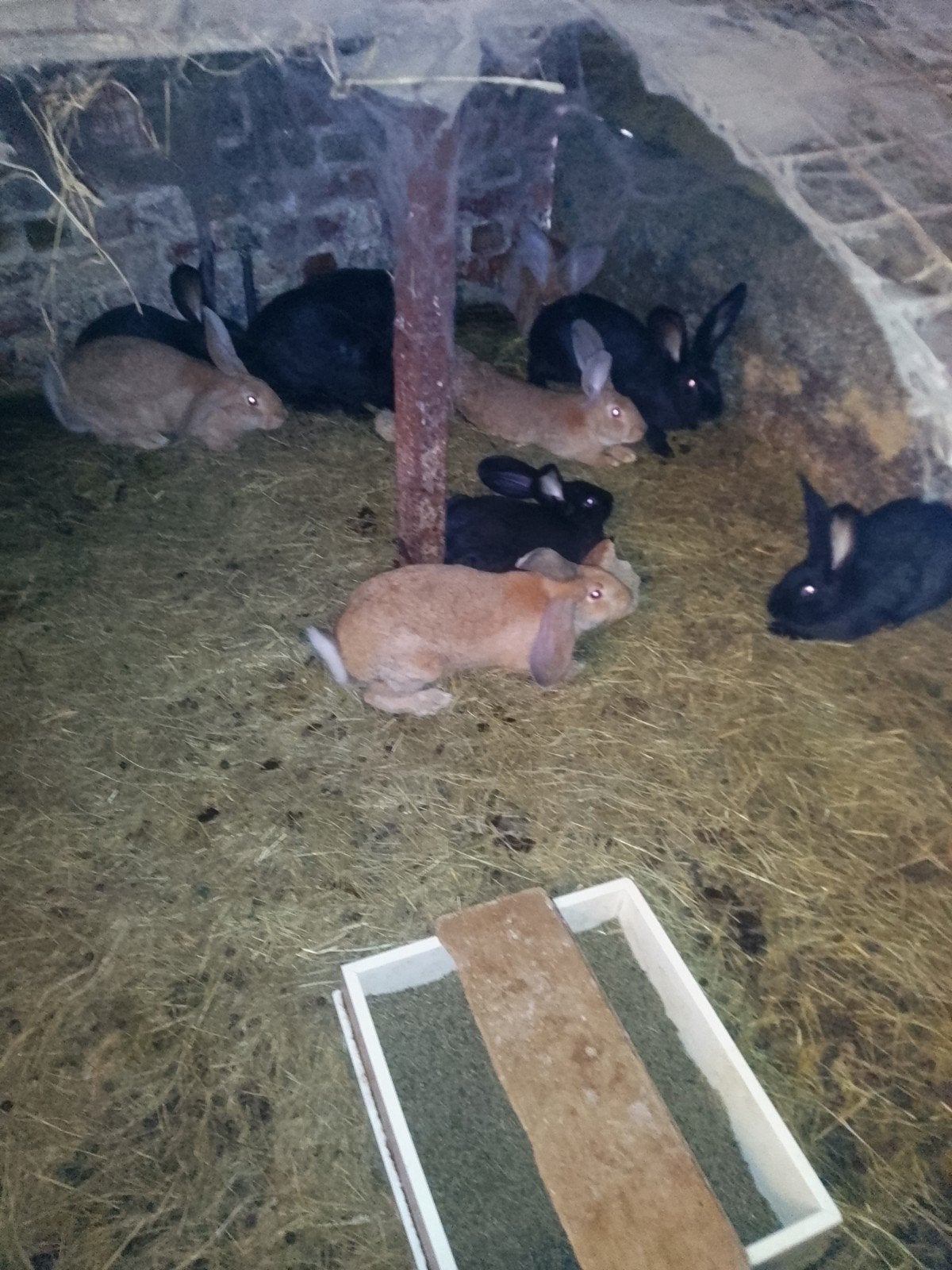 konijnen té koop, Dieren en Toebehoren, Pluimvee
