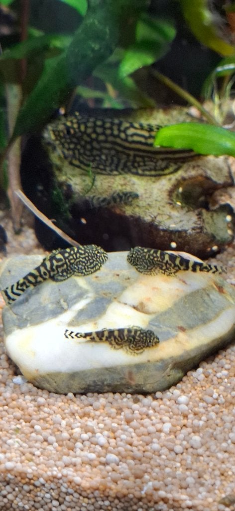 Steenkruipers babyvissen, Vis, Zoetwatervis