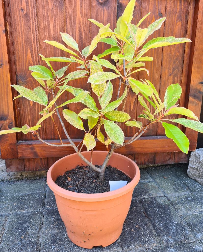 struik Photina Pink Crispy in pot, Ophalen, Struik