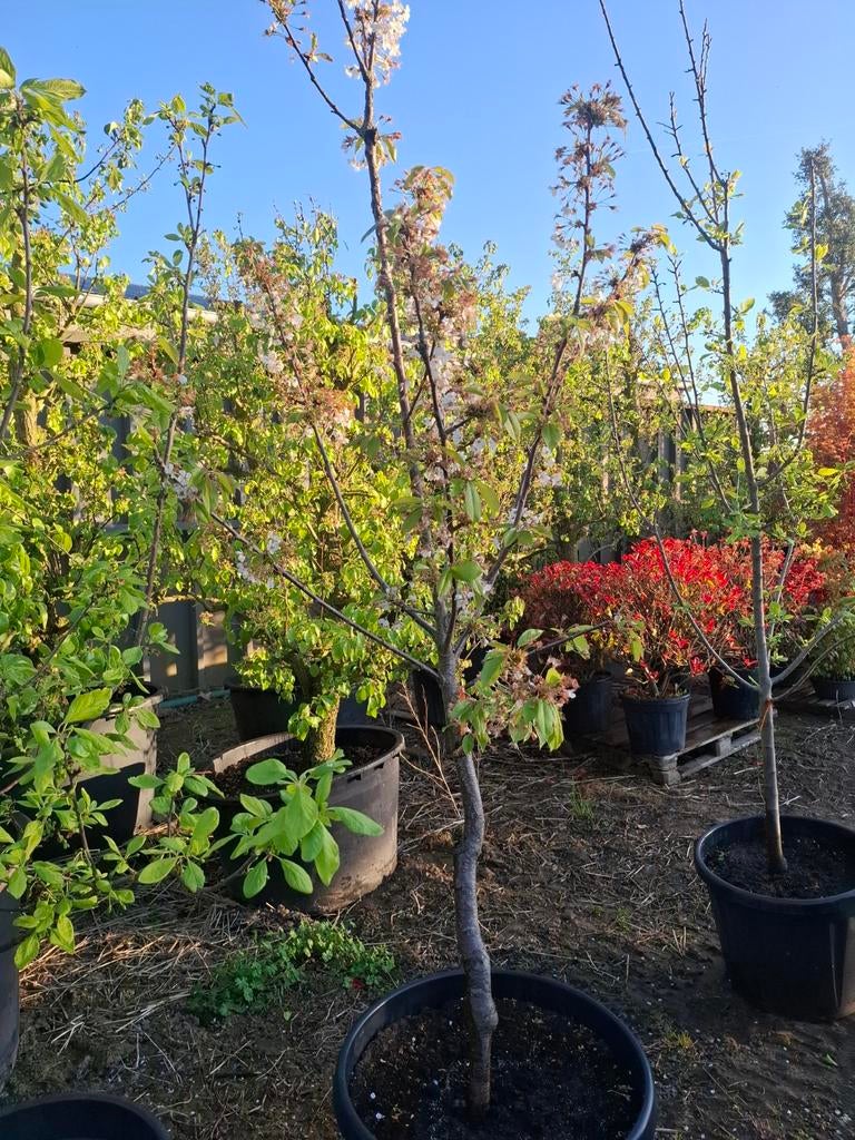 Kers, Tuin en Terras, Ophalen