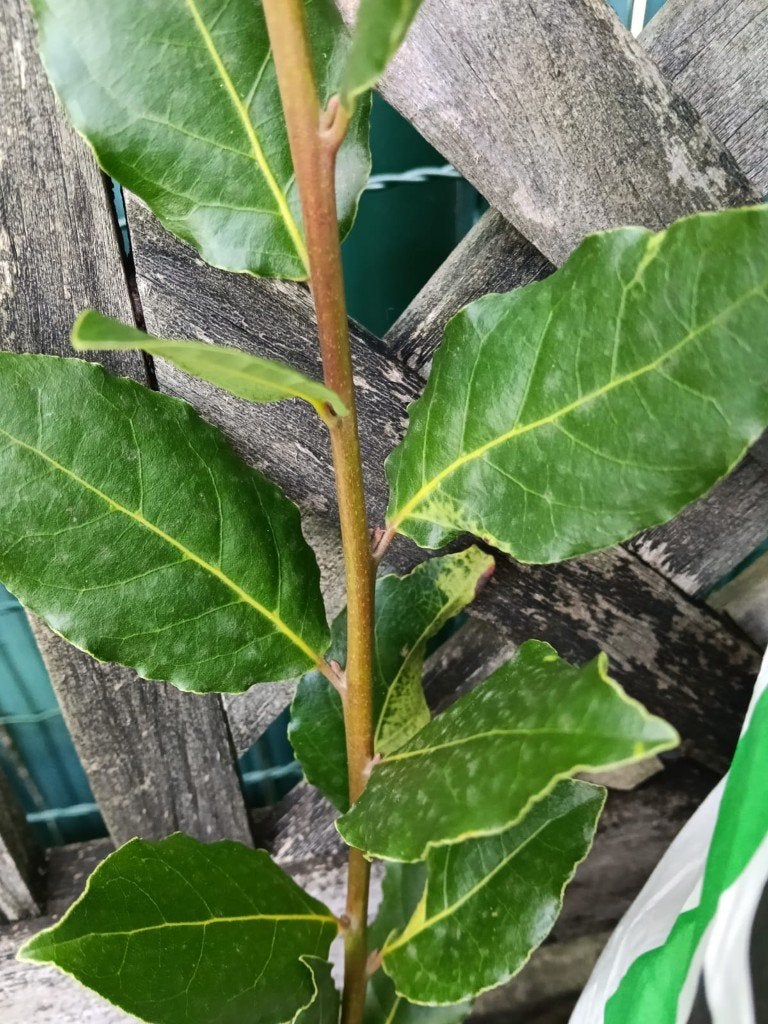 Laurier te koop, Ophalen, Overige soorten, Minder dan 100 cm
