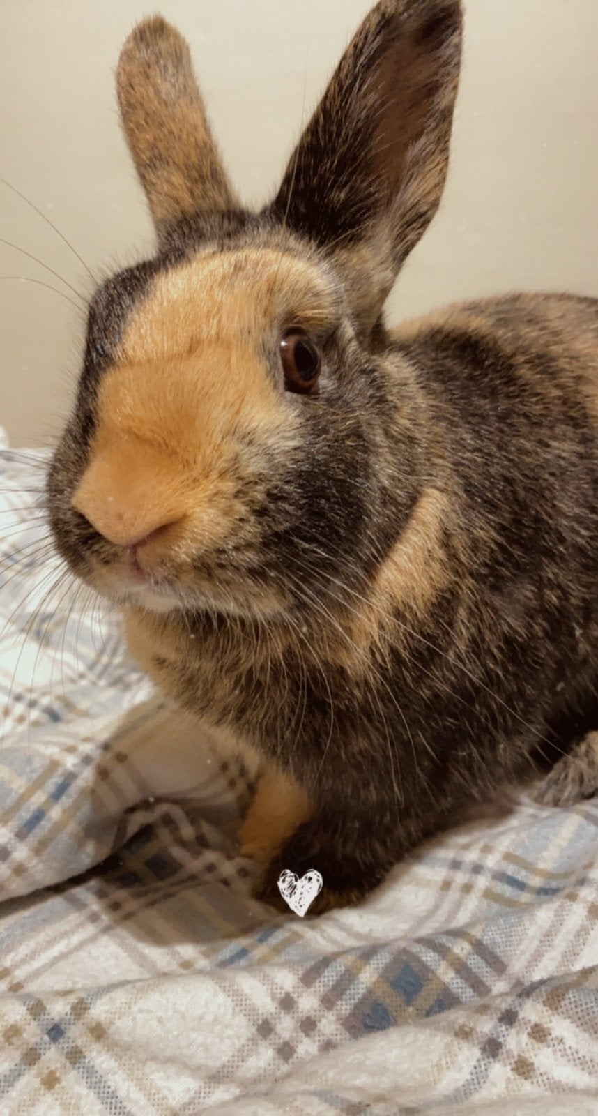 3 konijnen zoeken een nieuwe thuis, Meerdere dieren, Dwerg, 3 tot 5 jaar