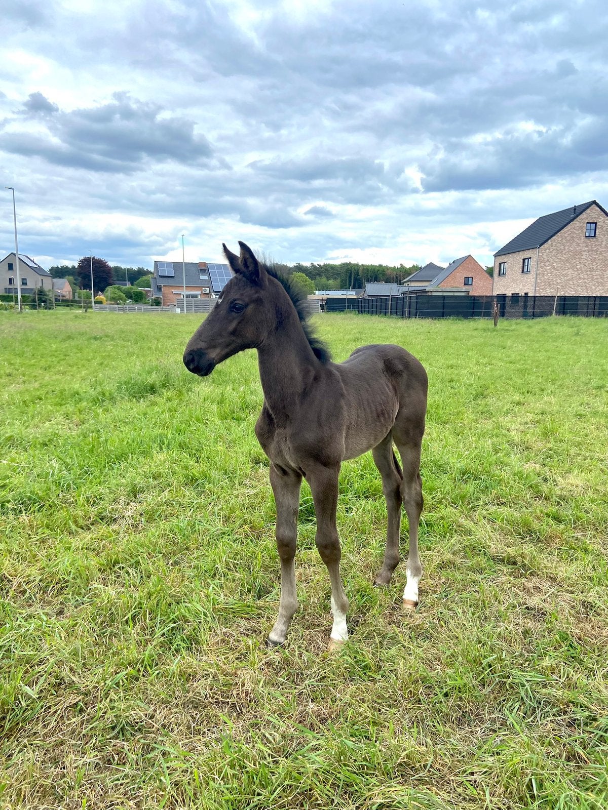 Kwalitatief hengsten veulen, Dieren en Toebehoren, Paarden, Springpaard, Met stamboom, 0 tot 2 jaar, Hengst