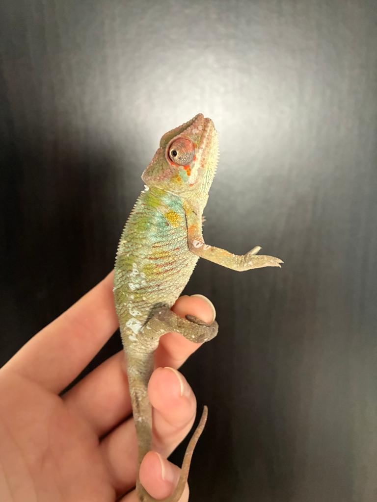 Panterkameleon, Animaux & Accessoires, Autres espèces, Domestique, 0 à 2 ans