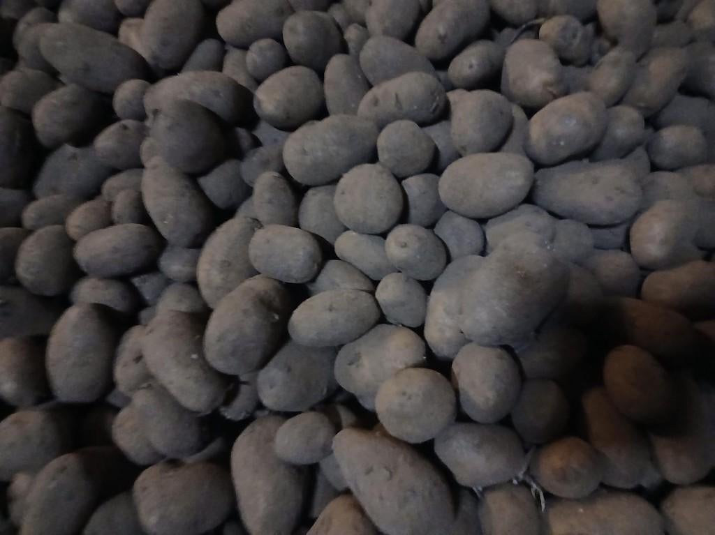pomme de terre challenger, Enlèvement