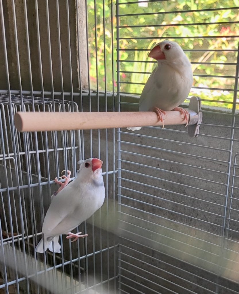 padda 2025, Plusieurs animaux, Oiseau tropical