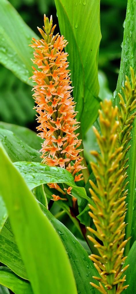 Siergember Densiflorum, Vaste plant, Halfschaduw, Zomer, Ophalen