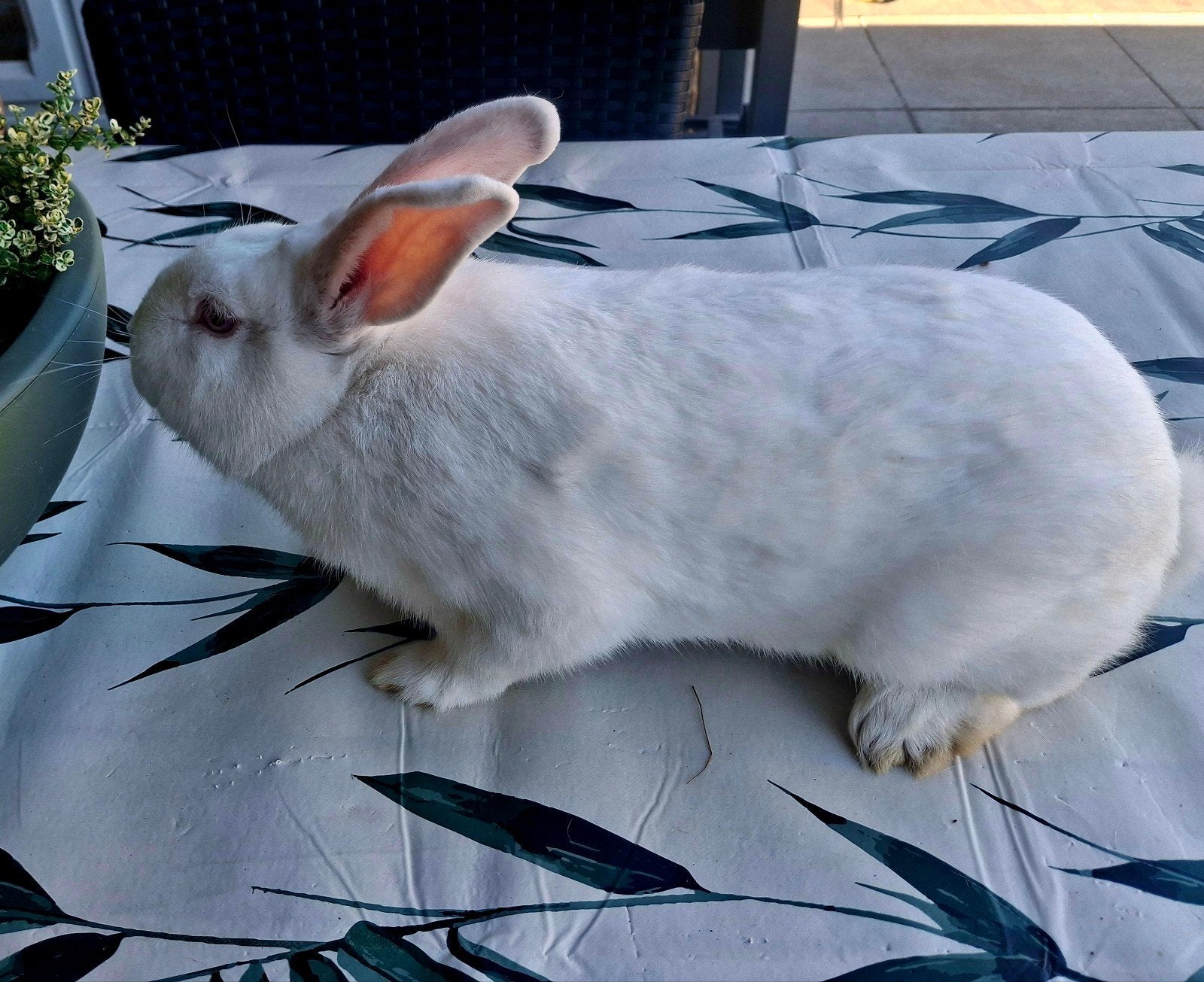 Witte nieuw zeelander rammelaar, Dieren en Toebehoren, Konijnen