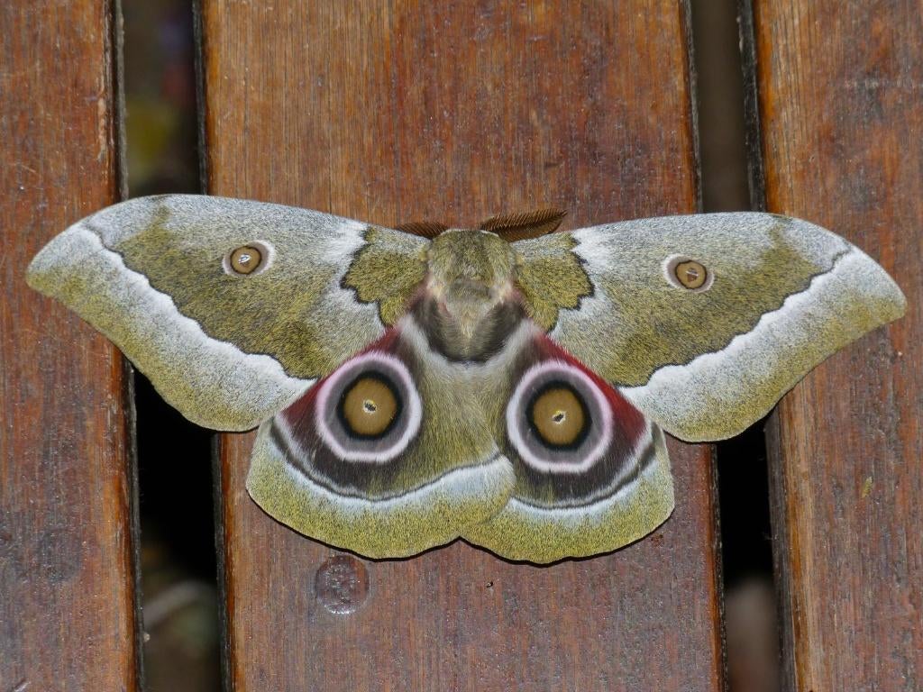 Gonimbrasia Zambesina  Moth, Vlinders of Rupsen