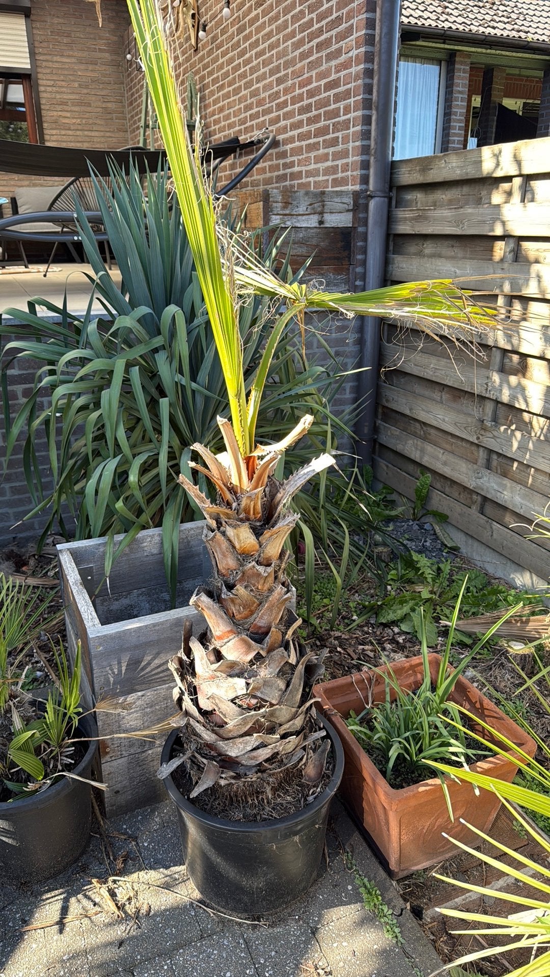 Grote palm, Ophalen