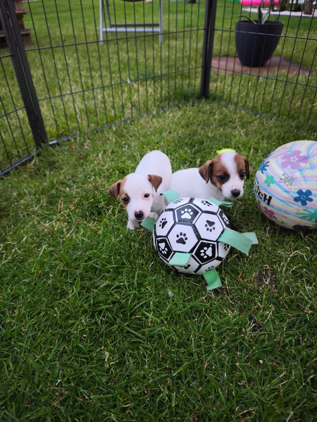 Jack Russell pups, Dieren en Toebehoren, Parvo, België, Fokker | Hobbymatig, Jack Russell Terriër