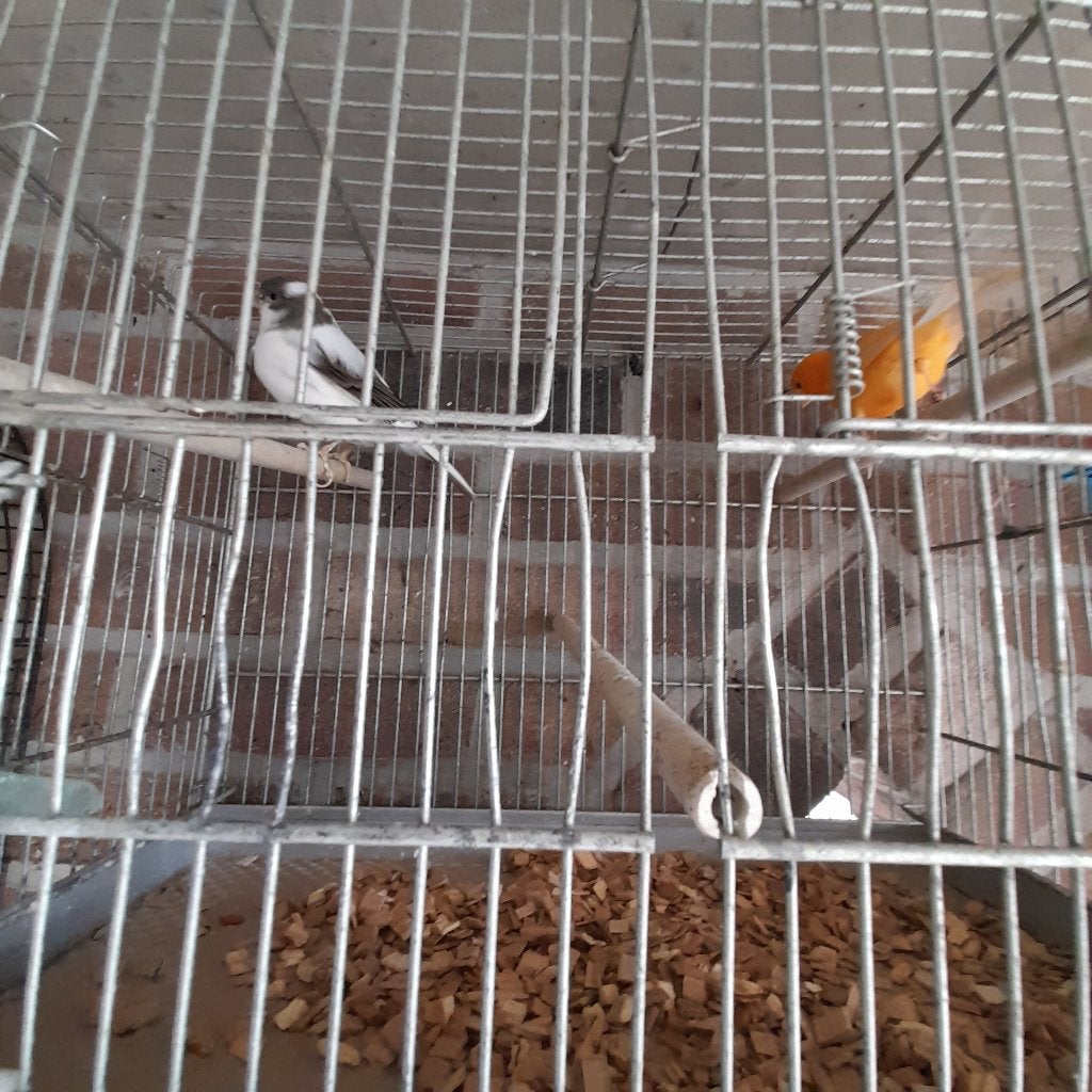 grote kanarie, Dieren en Toebehoren, Vogels | Kanaries